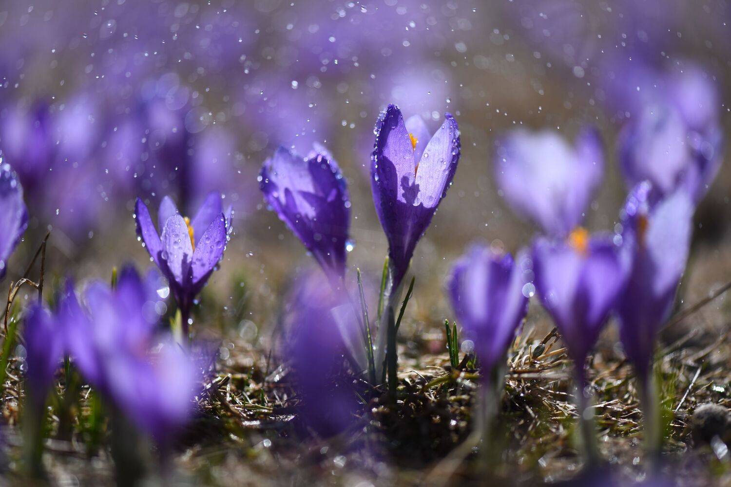 , Mariyana Atanasova - Lucero