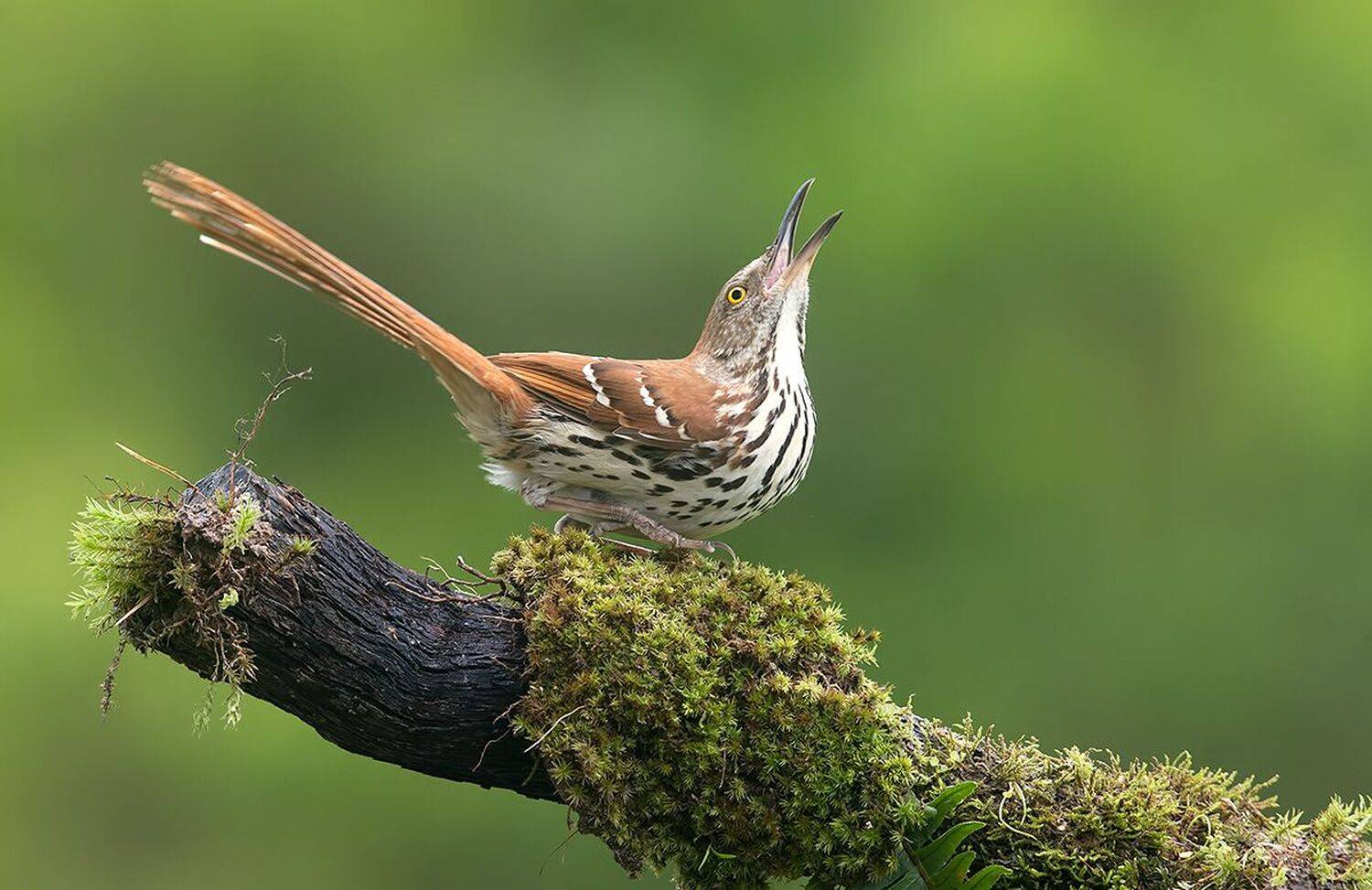 коричневый пересмешник, brown thrasher, пересмешник, весна, Etkind Elizabeth