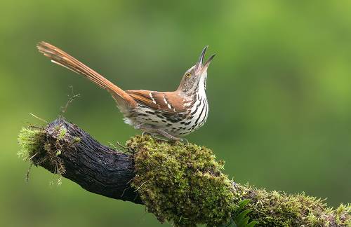 Коричневый пересмешник -Brown Thrasher
