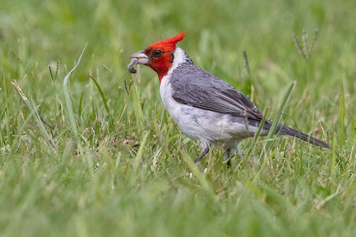 птицы, уругвай, Елена Давыдова