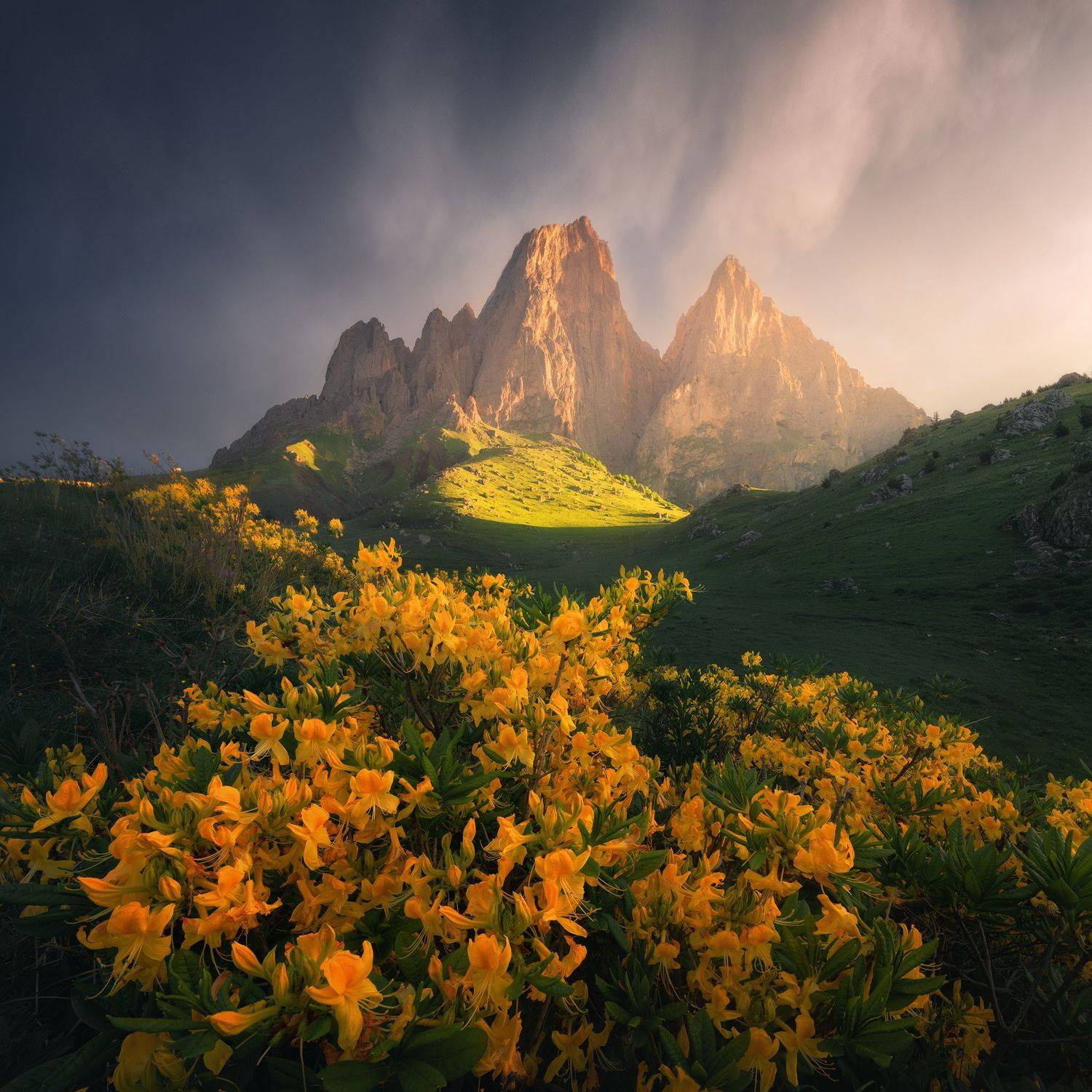 , Анна Политова