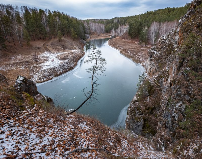 Дерево-змея фото превью