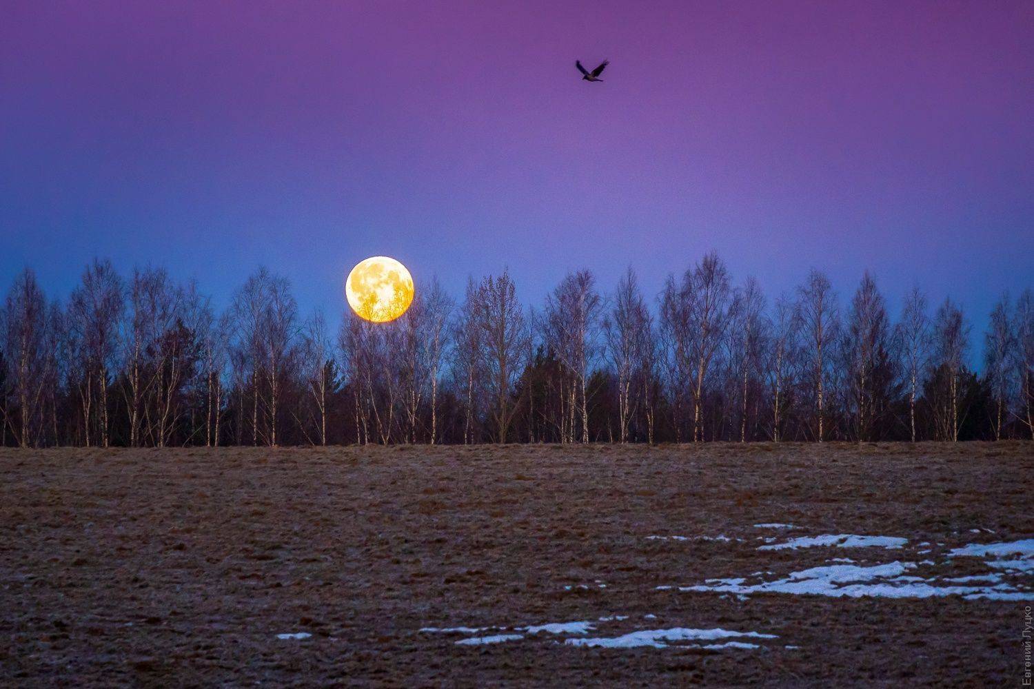 , Евгений Луцко