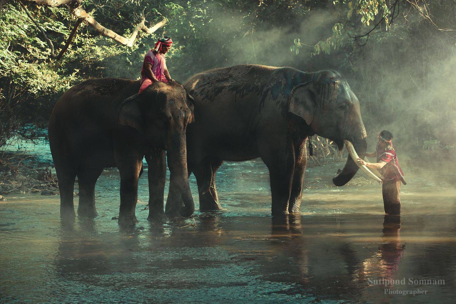 elephant,thailand, people,family,culture, SUTIPOND SOMNAM