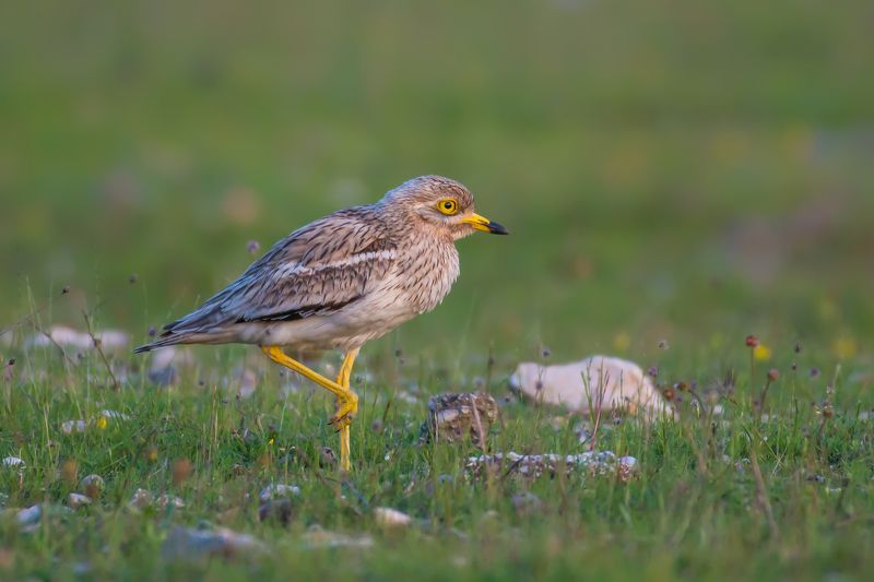 Burhinus oedicnemus фото превью