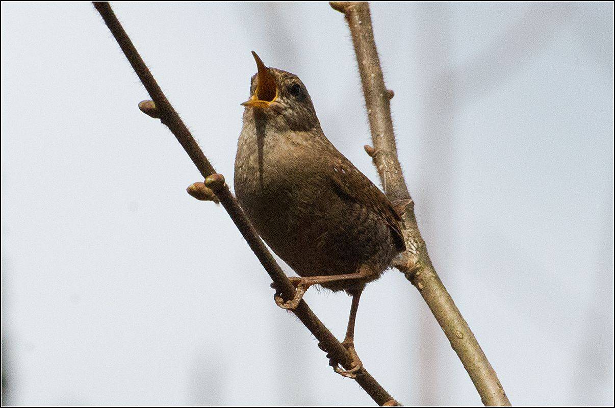 москва, парк, птица, АНАТОЛИЙ ДОВЫДЕНКО