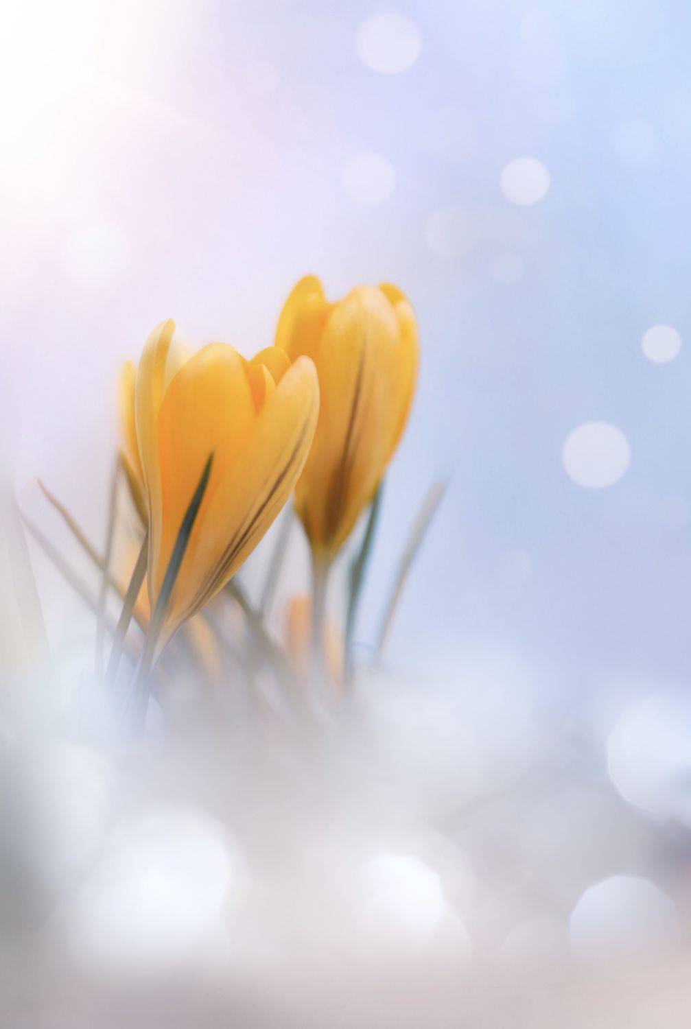 , Александра Юсупова