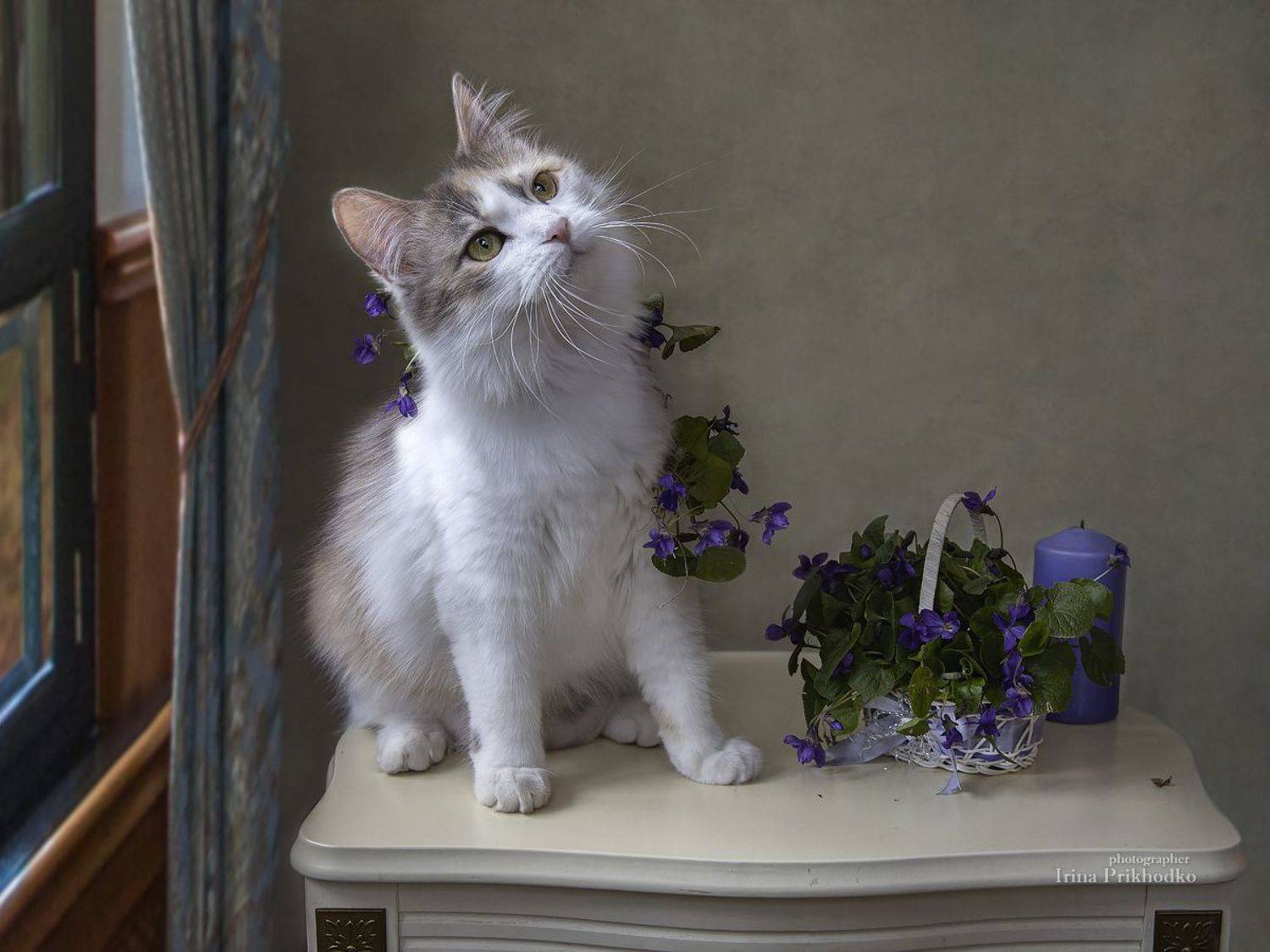 котонатюрморт, постановочное фото, домашние животные, кошка, цветы, весна, фиалки, Приходько Ирина
