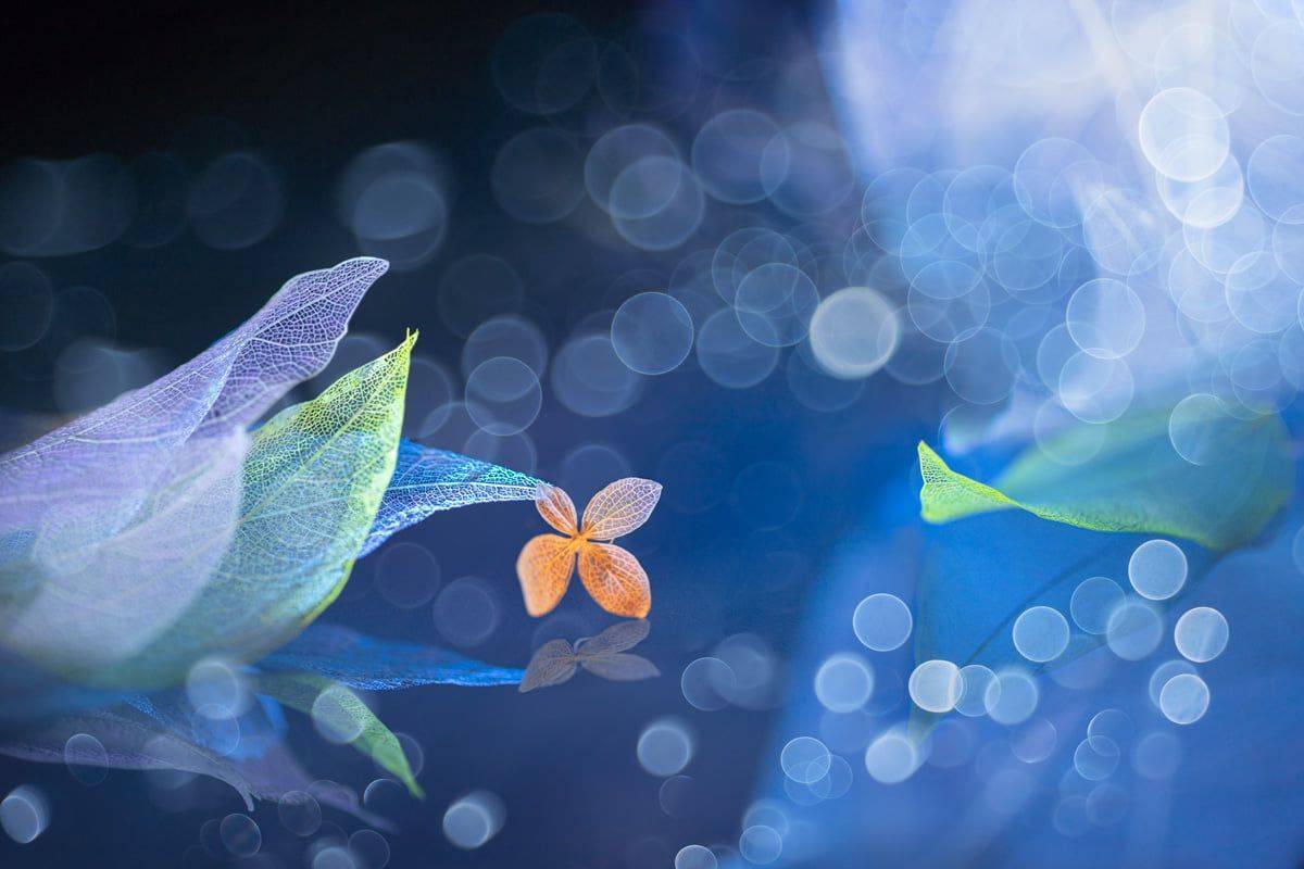 close-up, still life, Игорь Копцев