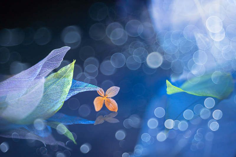 close-up, still life Flying away фото превью