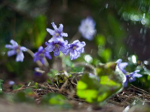 Печёночница