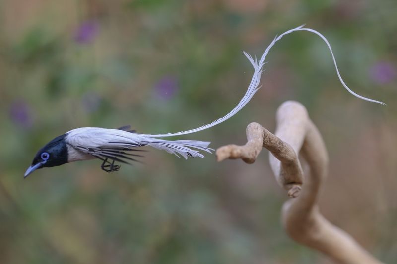 Searching food  фото превью