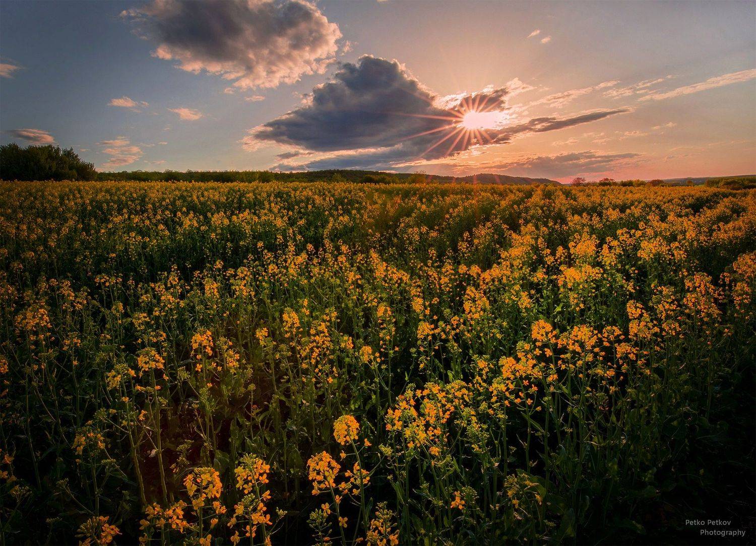 , Петко Петков