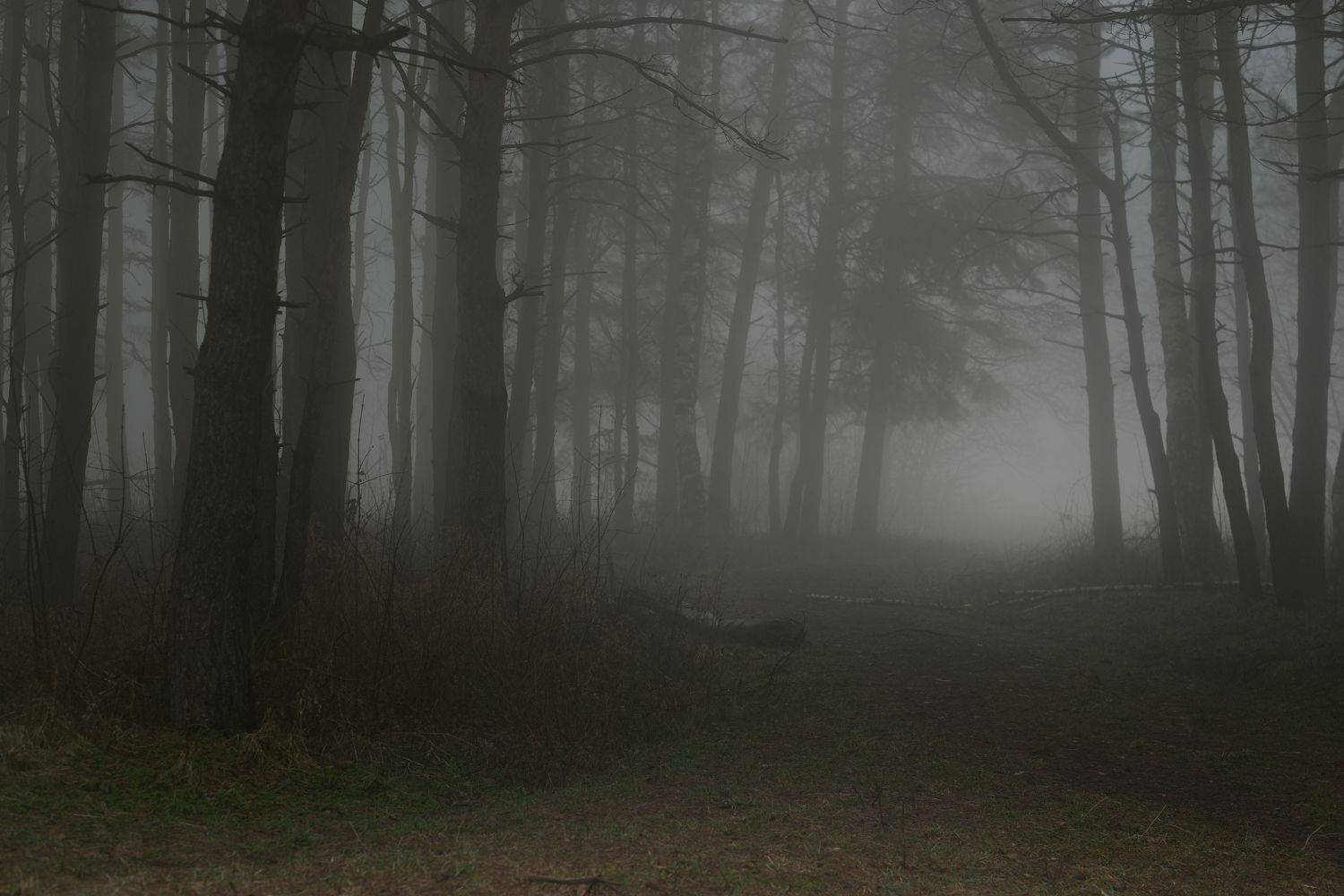 зима туман лес утро, Александр Жарников