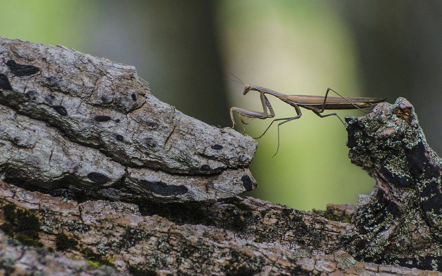 богомол, Михаил Агеев