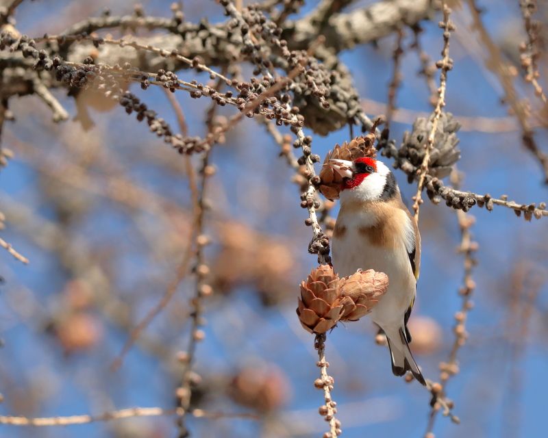 Щегол черноголовый фото превью