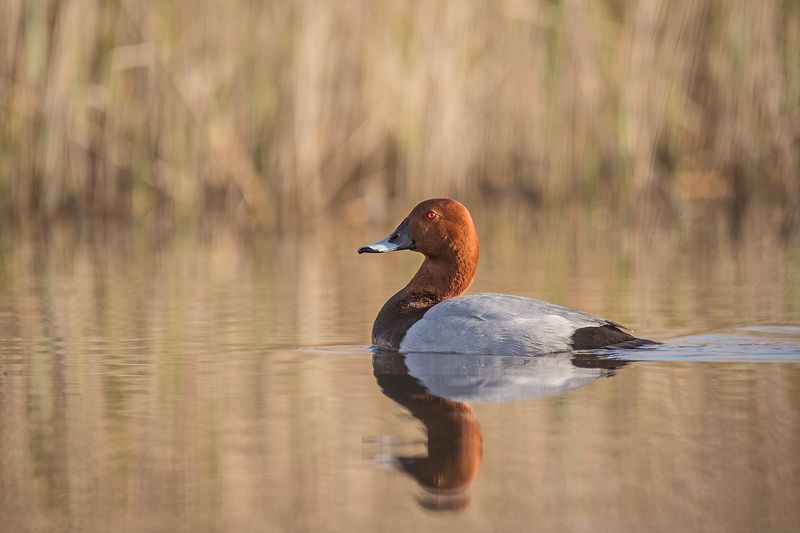 Aythya ferina фото превью