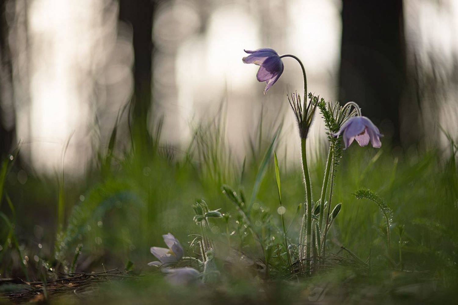 сон трава, весна, апрель, первоцветы, позитив, красота, цвет, свет, воронеж, геннадий мещеряков, Мещеряков Геннадий