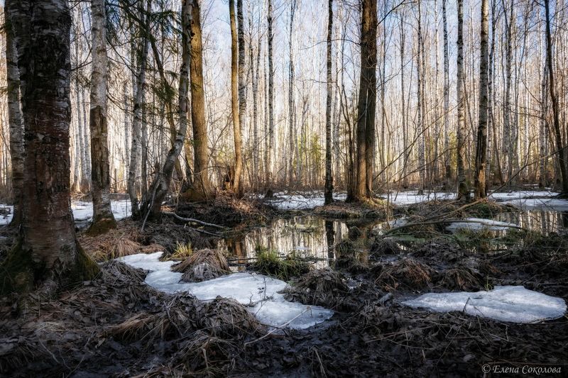 болото, весна, половодье, вода, снег, пейзаж, лес Весеннее половодье фото превью