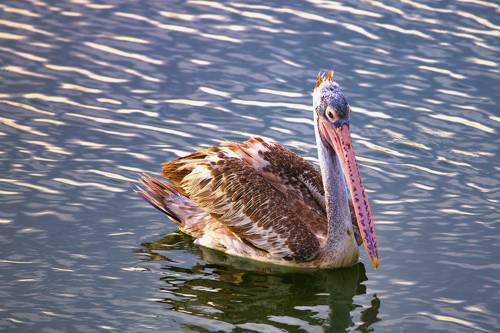 Pelican
