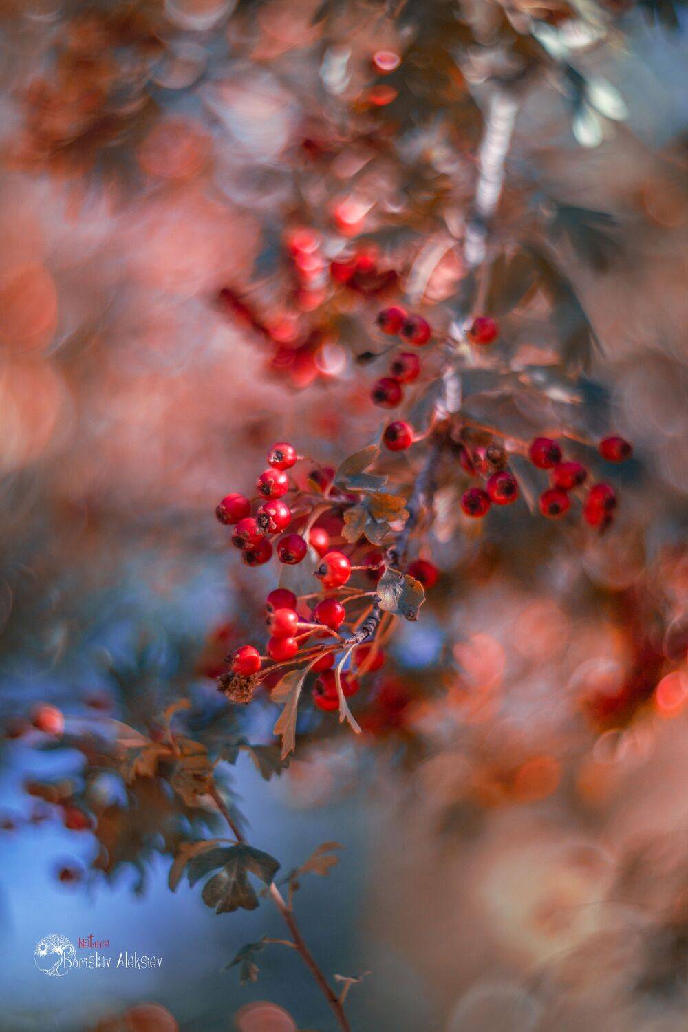 red,fruits,wild,nature,light,bokeh,zenit,helios,nikon, Борислав Алексиев