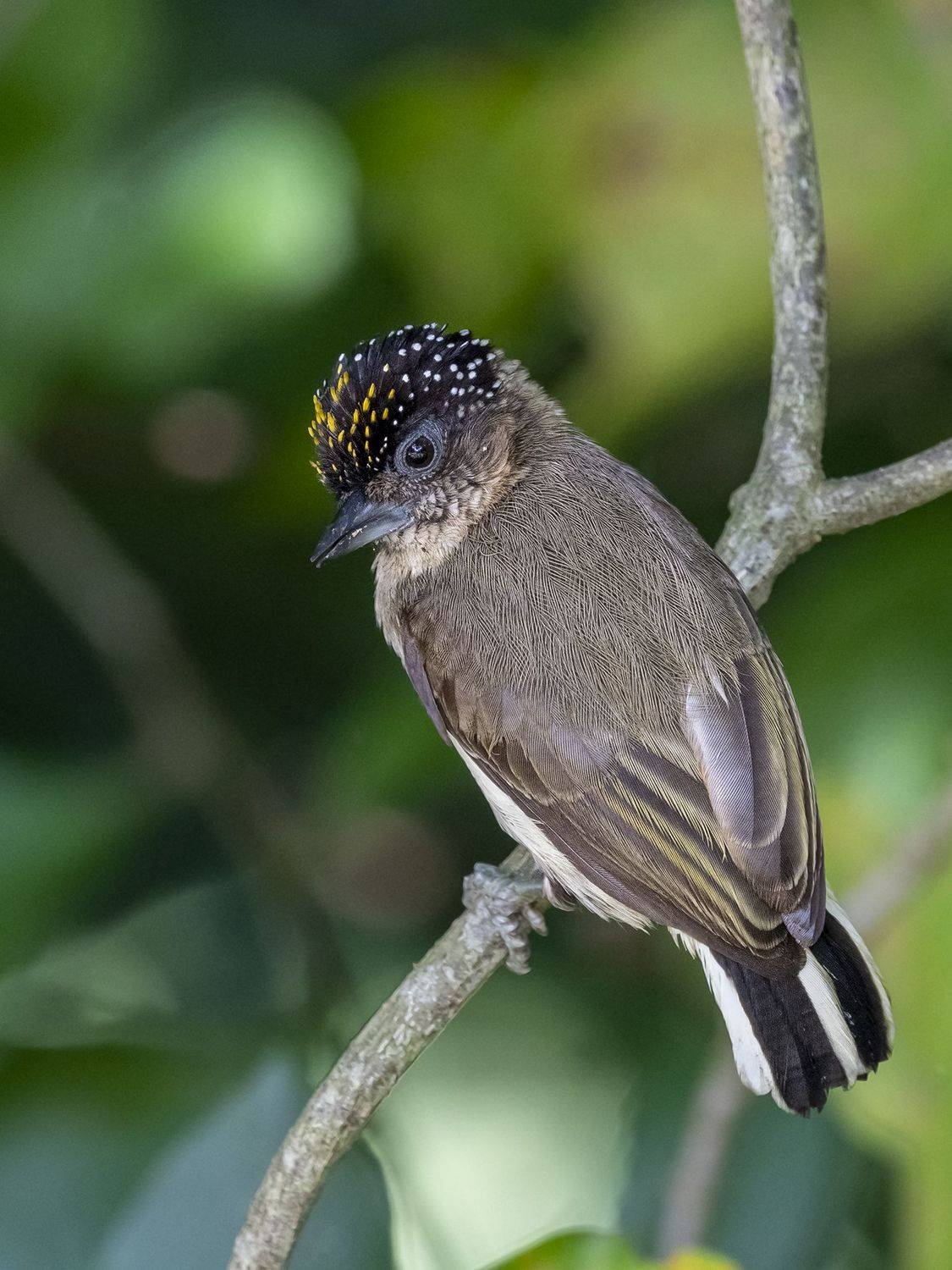 , Fernando Burgalin Sequeira