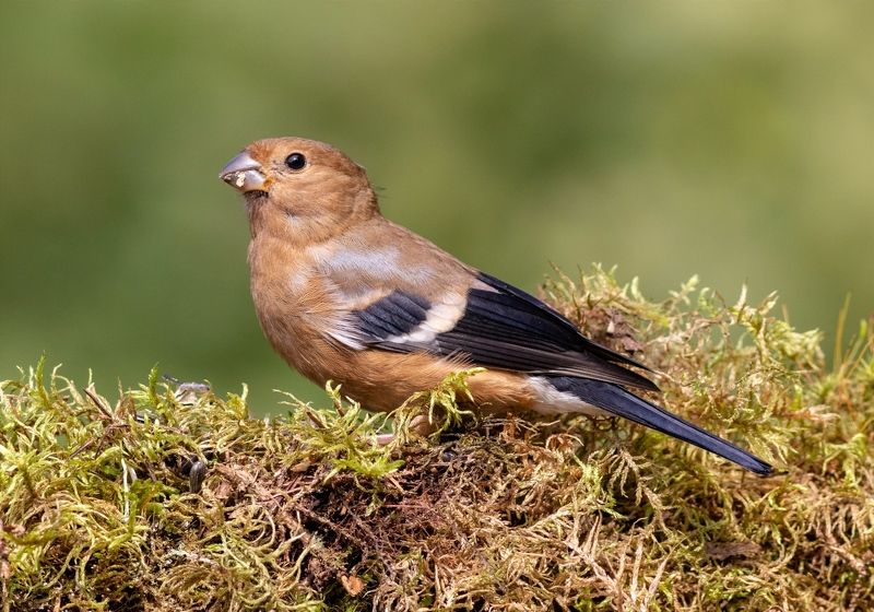 снегирь, фотоохота, птица, московская область, birds, мох, лето, bullfinch Молодой снегирь фото превью