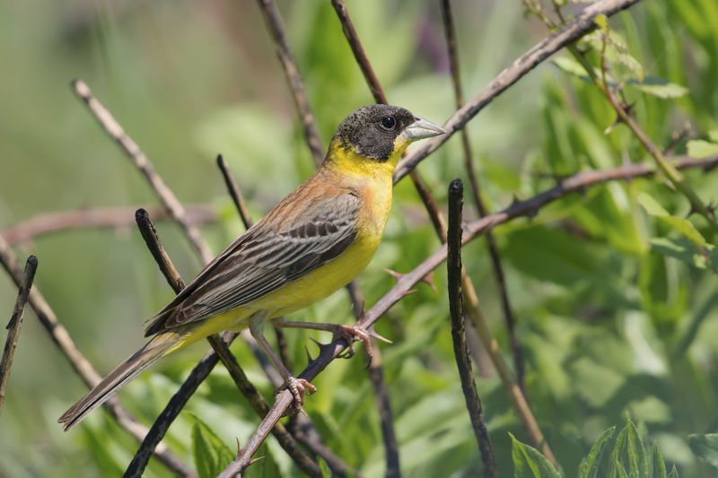 Emberiza melanocephala фото превью