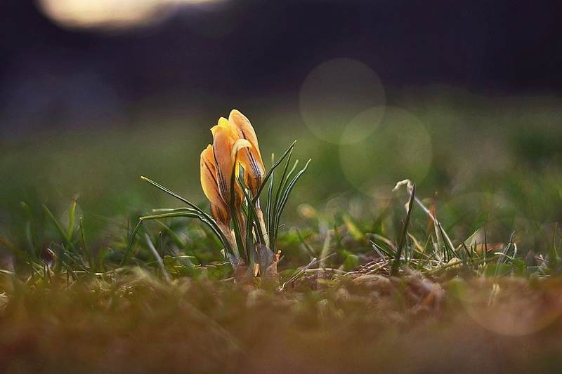 Flowers* фото превью