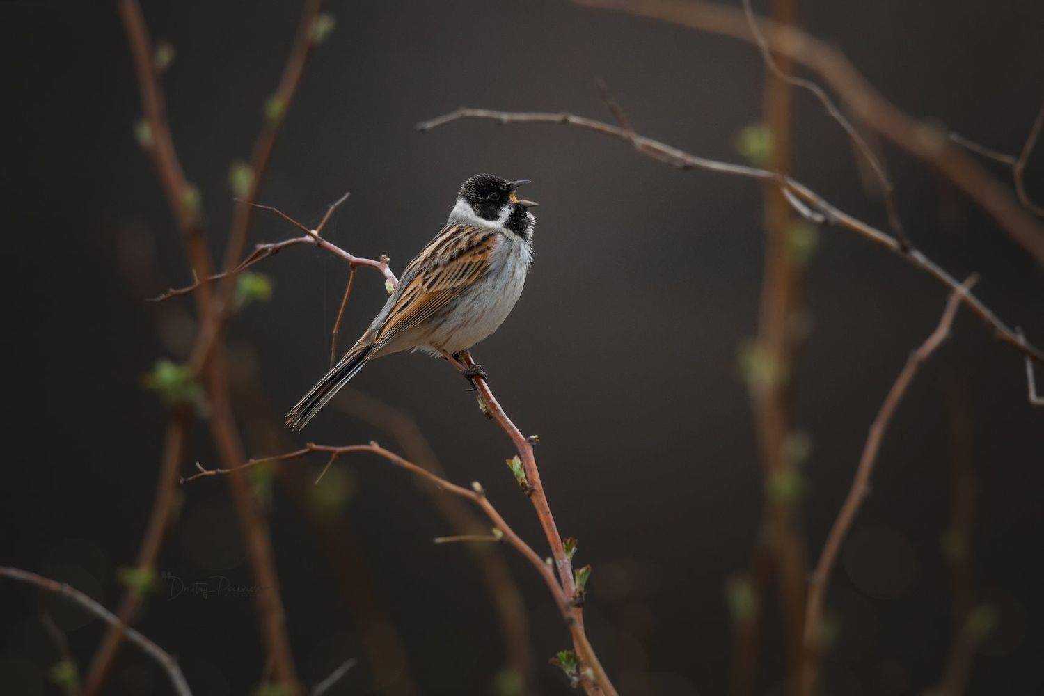 природа, лес, поля, огороды, животные, птицы, макро, Посевич Дмитрий