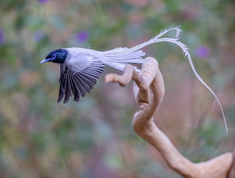 Freedom  фото превью