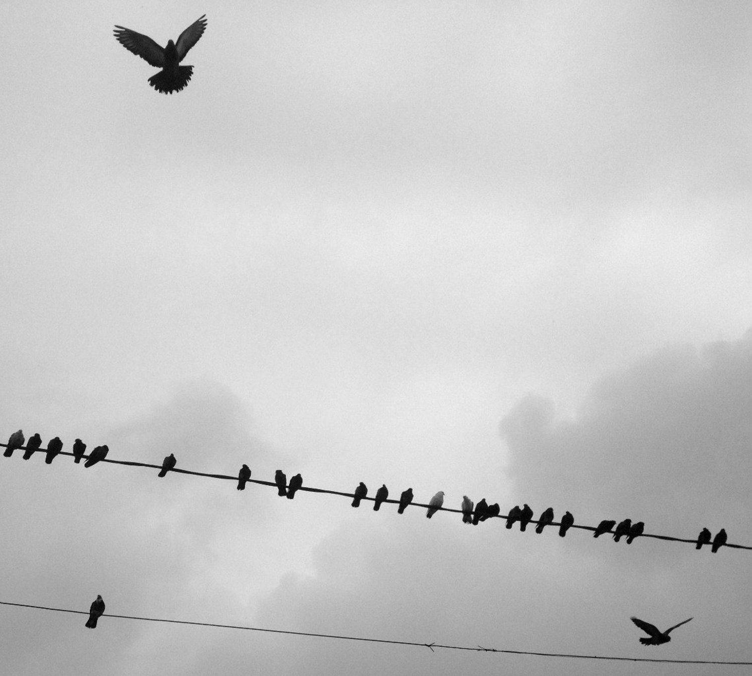 , Антон Лаба