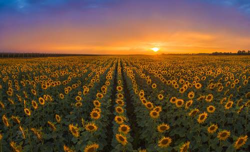 Подсолнухи на закате