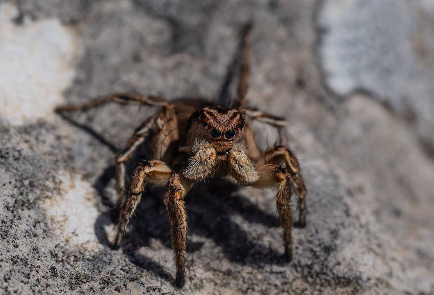 , Александр Земляной