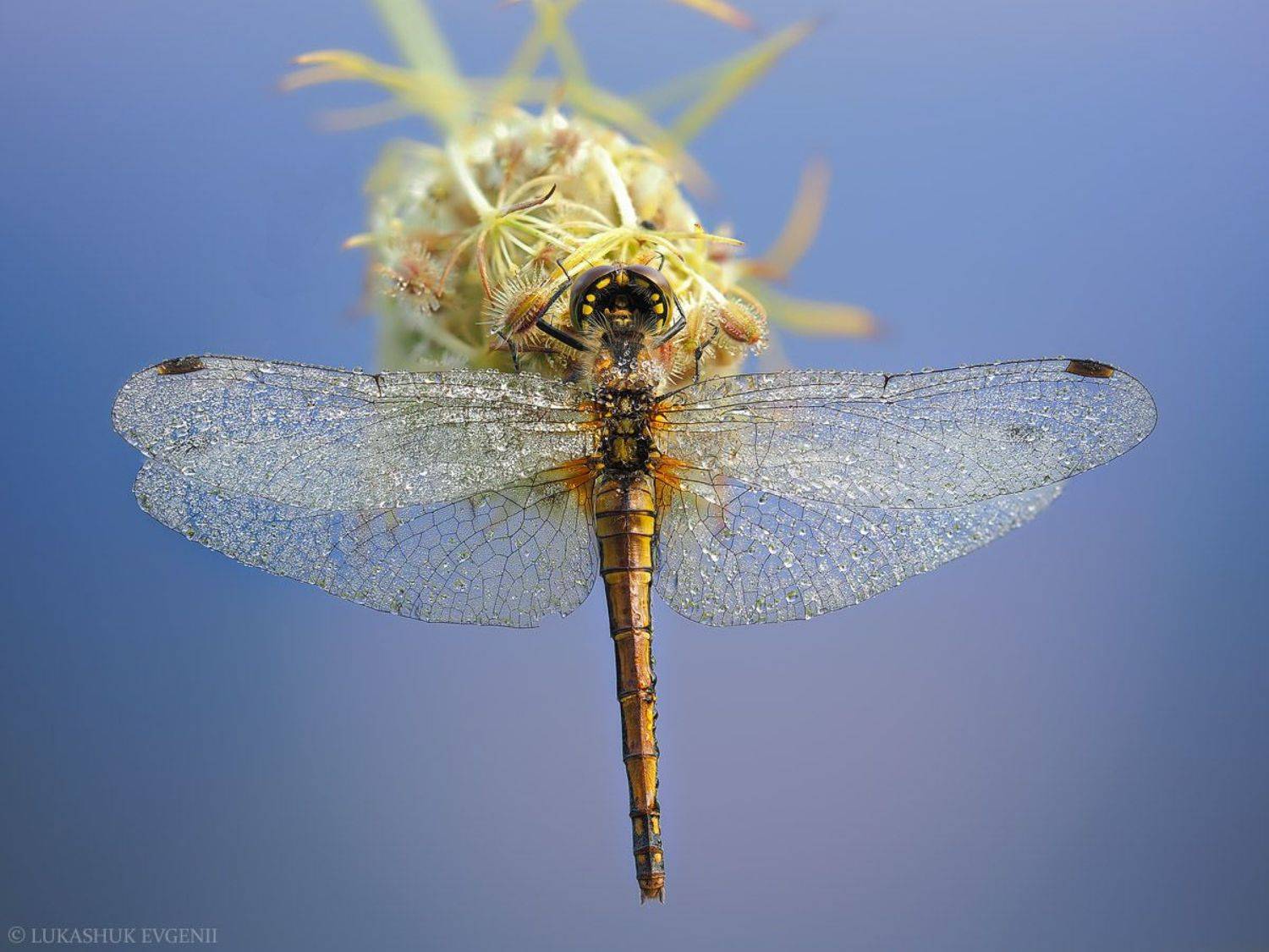 , Евгений Лукашук