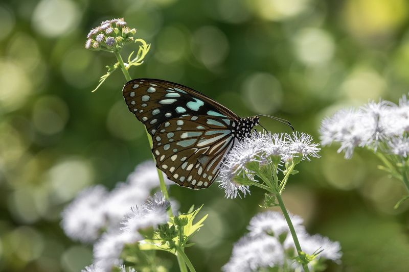 butterfly  фото превью