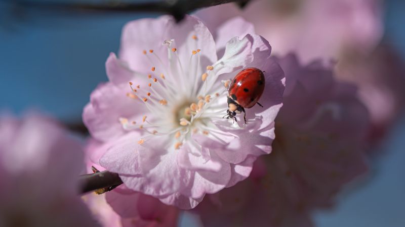 *** фото превью