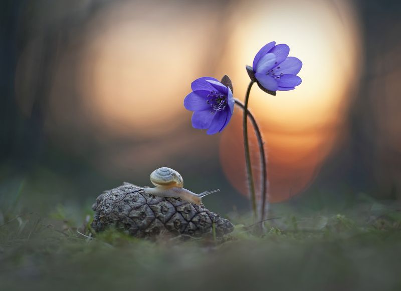 закат, улитка, макро, перелеска Пора пробуждения... фото превью