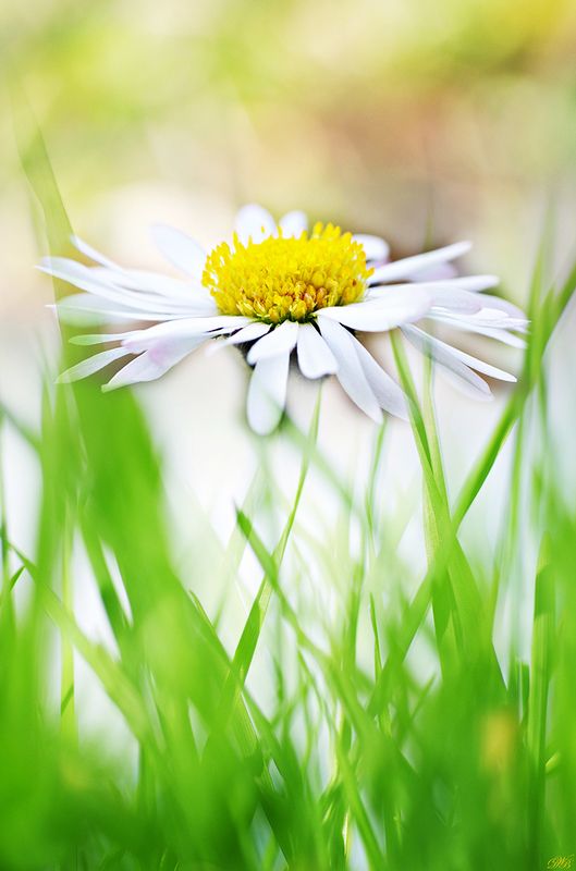 close-up, color, colors, color image, daisy, daisies, flower, green, macro, marguerite, nature, photography, white, yellow, Springtime Impression фото превью