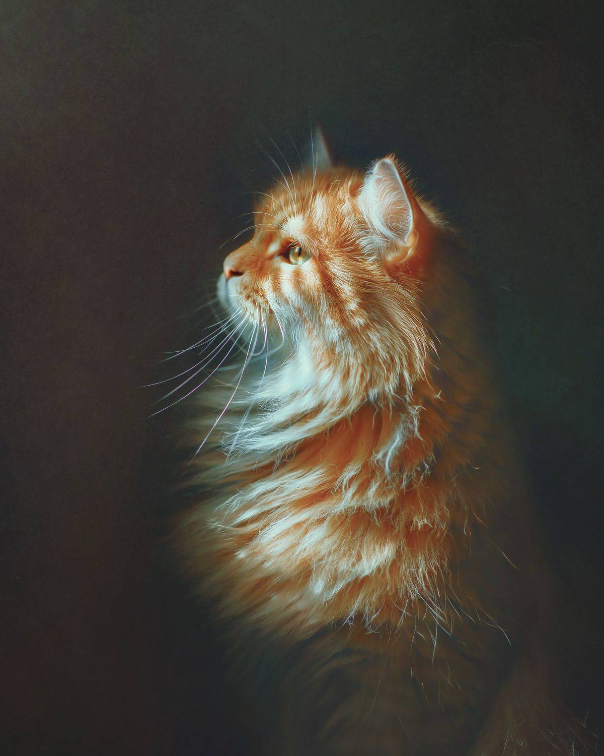 art, cat, ginger, Алина Аристова