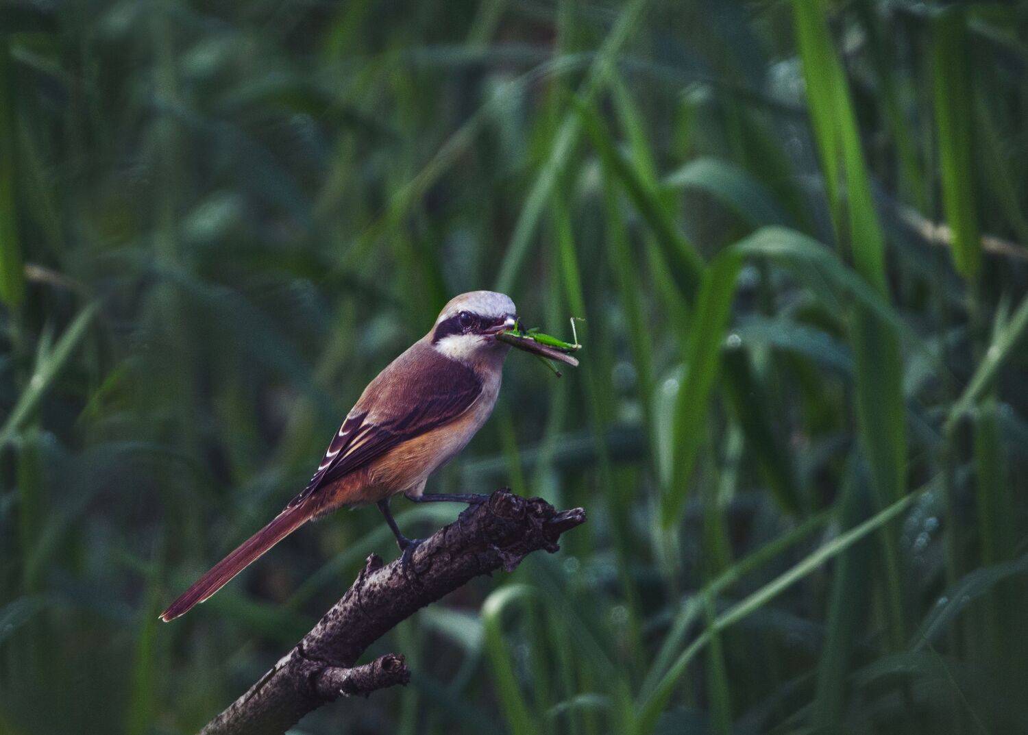 bird,birds,nikon,wild,water,shadows,lake,pond,flowers,swan,colors,nikon,beauty,nature,animals,eyes,sparrow,songbird, G N RAJA