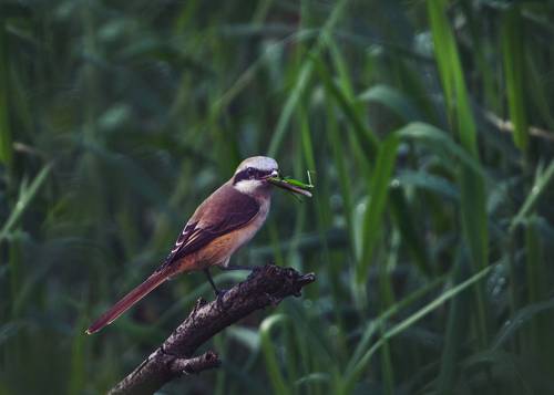 Brown Shrike