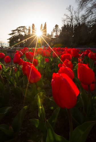 Никитский ботанический сад