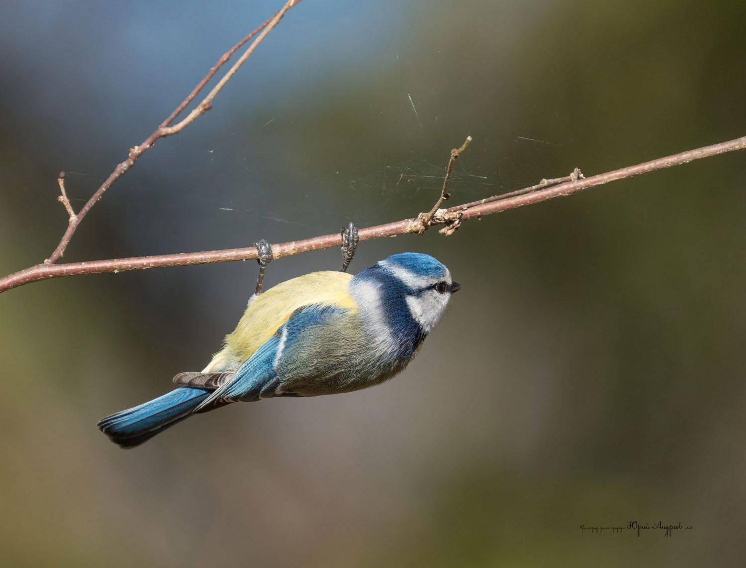лазоревка, синица, обыкновенная лазоревка, Юрий Андреев