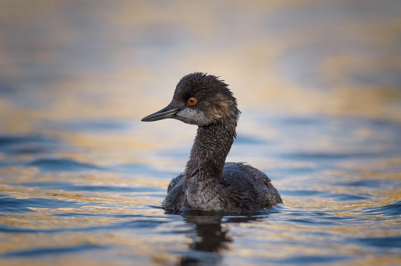 Podiceps nigricollis фото превью