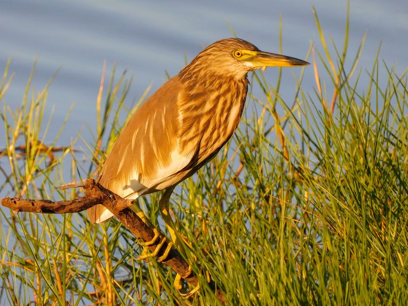 Индийская желтая цапля фото превью