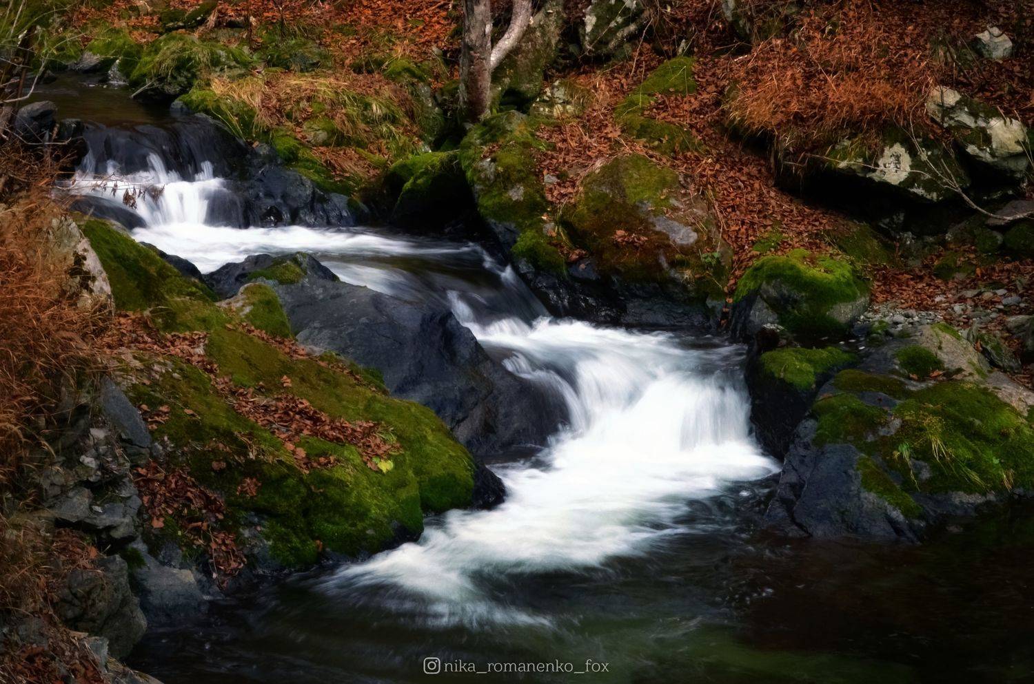 , Вероника Романенко