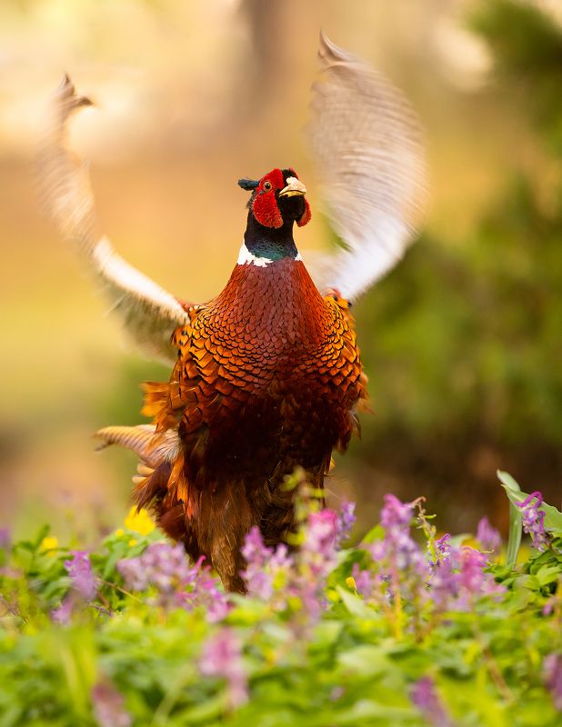 Pheasant фото превью