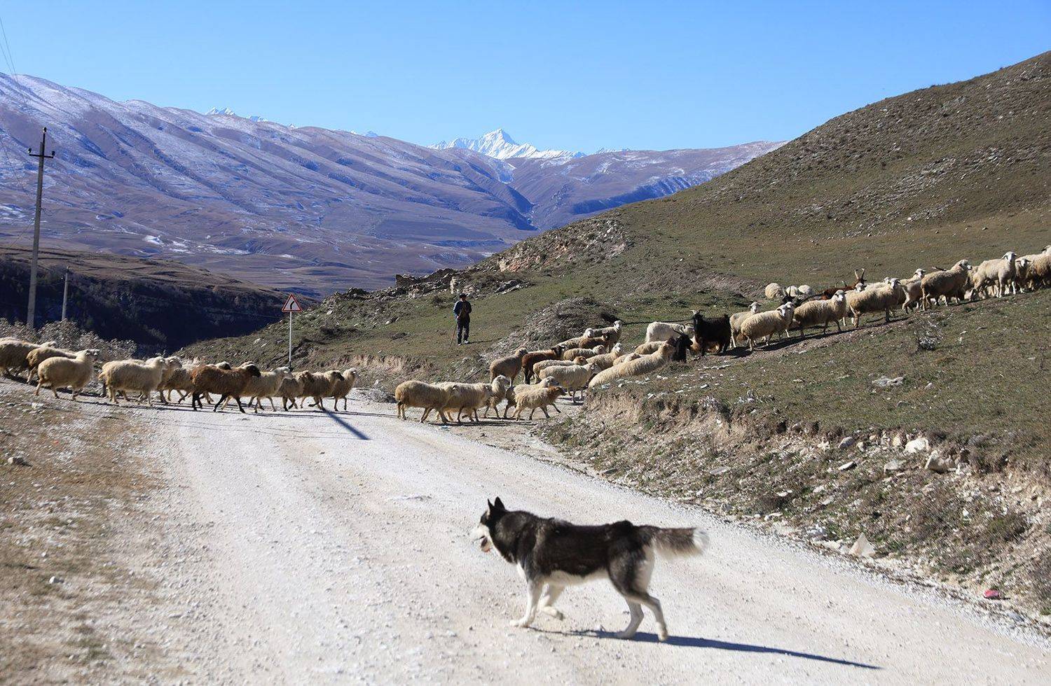 Кавказ, Чечня, Чеченская республика, Кезеной, Макажой, чабан, отара, собака, Борис Резванцев