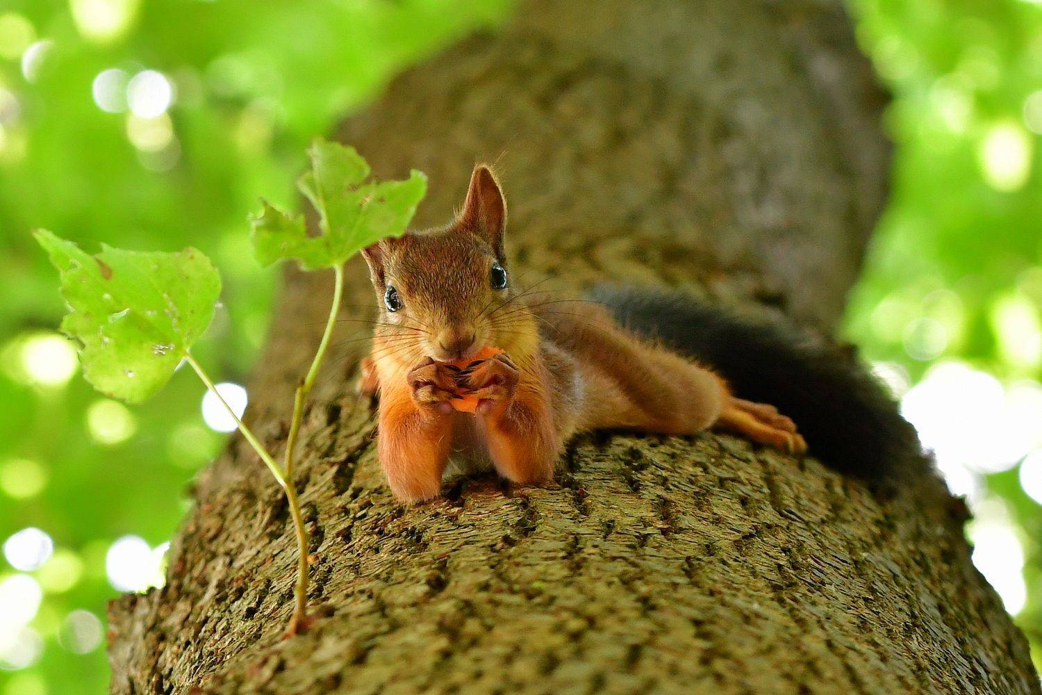 белка, Корнейчук Игорь